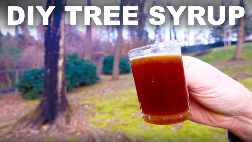 Do It Yourself Tree Syrup! Do It Yourself Tree Syrup!
