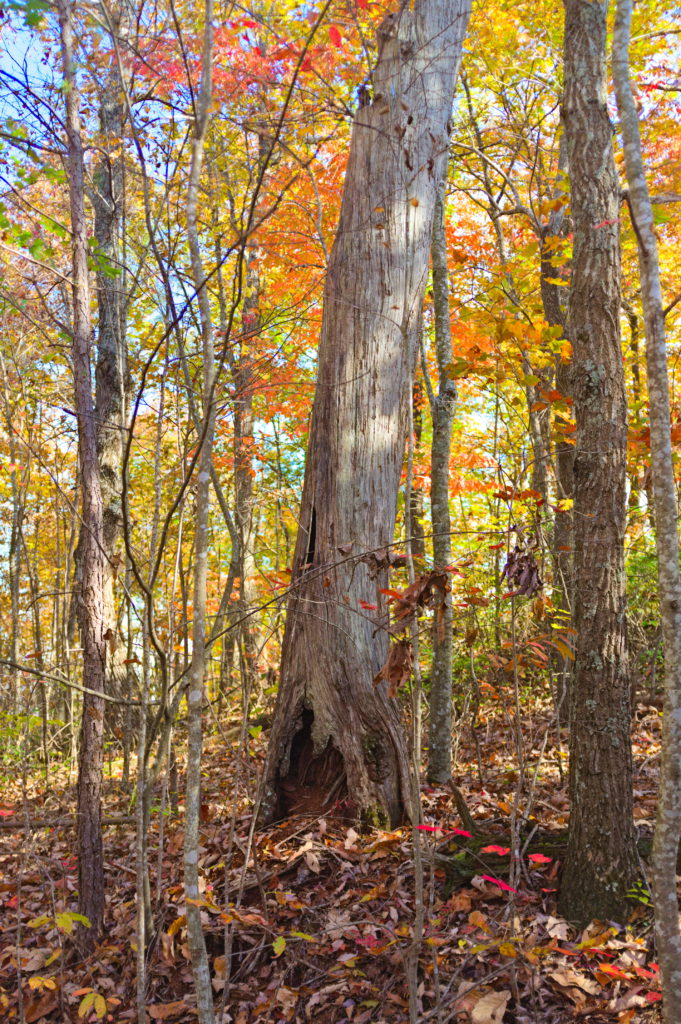 Light Between Branches